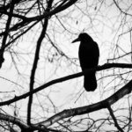 bird-2071185_1280